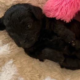 Sandy - Black female Havapoo puppy in Tennessee Colony, Texas from Poodle an Doodles 3:16