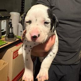 Eucalyptus - White and black male Dalmatian puppy in Des Moines, Iowa from Spot Splattered Dalmatians