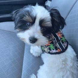 Preston - Parti male Yorkshire Terrier puppy in Tucson, Arizona from Treasures of Neptune Cove