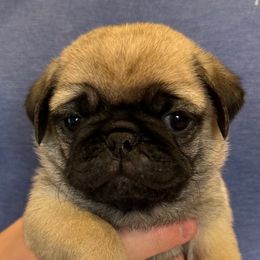 Ricky - Fawn male Pug puppy in Hemet, California from Greek God Pugs
