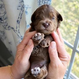 Wilfred - Merle male Cockapoo puppy in Savannah, Georgia from Vino and Vespa Doodles