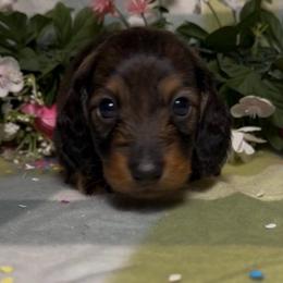 Red Sable 2 - Sable male Dachshund puppy in Alice, Texas from Crimson’s longhair Dachshunds
