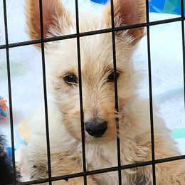 Scottish Terrier Puppies from Nicole's Scottish Terriers
