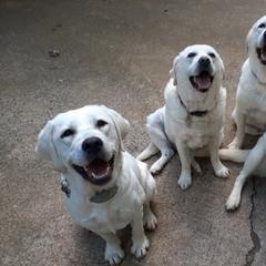 Labrador Retrievers from Karen Powell