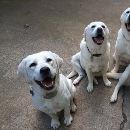 Labrador Retrievers from Karen Powell