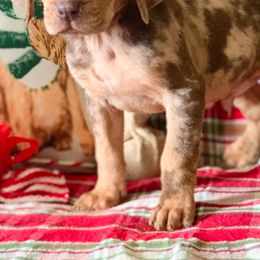 American Leopard Hounds, Bluetick Coonhounds, and German Shepherds from Haus Biery German Shepherds, Benchmark Blueticks & Leopard Hounds