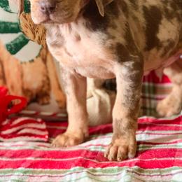 American Leopard Hounds, Bluetick Coonhounds, and German Shepherds from Haus Biery German Shepherds, Benchmark Blueticks & Leopard Hounds