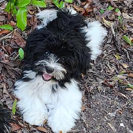Havanese puppies from Curly Que Standard Poodles and Havanese