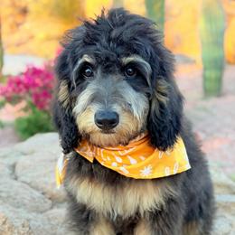 Tommy - Phantom male Bernedoodle puppy in Wickenburg, Arizona from Houskerville Doodles