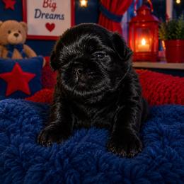 Boy 1 - Black male Shih Tzu puppy in Augusta, Maine from Zulas Shih Tzu of Maine