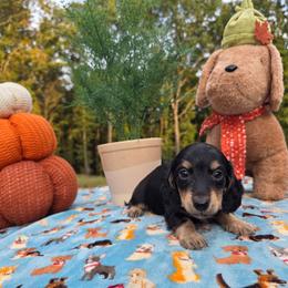 Black and Cream - Black and cream male Dachshund puppy in West Plains, Missouri from Spring Creek Dachshunds