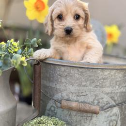 Evangeline - Buff female Cockapoo puppy in Alexandria, Alabama from Bright and Beautiful Cockapoos and Doodles