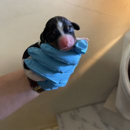 Girl 2 - Piebald Dachshund puppy in Deming, New Mexico from FoxieDoxies of New Mexico