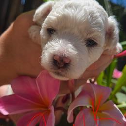 Pink - White female Bichon Frise puppy in Lake Elsinore, California from Amber's Bichon Frise and Poodles