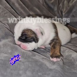 Diesel - Red brindle and white male Bulldog puppy in Granville, Iowa from Wrinkly Blessings English Bulldogs
