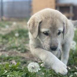 Anatolian Shepherd Dog Puppies from Wild Rooster Family Farm – AKC Anatolian Shepherd Breeder, OFA Health Tested