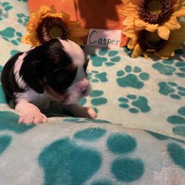 Casper - Tri-color male Cavalier King Charles Spaniel puppy in Warren, Maine from Cloud Nine Cavaliers