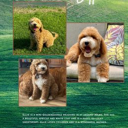 Ellie - Goldendoodle