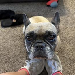 Lilly - French Bulldog