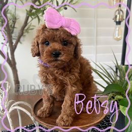 Purple collar - Red female Cavapoo puppy in West Jordan, Utah from Ruby's Cavapoos