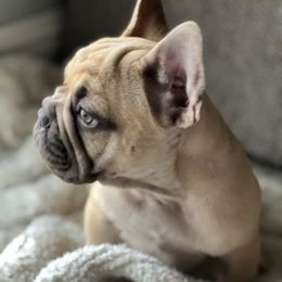 Caramelo - Cream male French Bulldog puppy in Modesto, California from Luna's Little Pumpkins