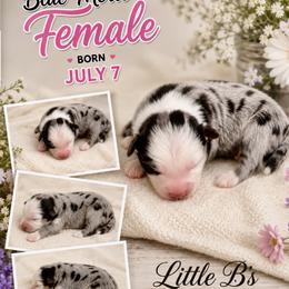 Blue merle bonnie - Blue merle female Miniature Australian Shepherd puppy in Nashville, Tennessee from Little B’s Aussies