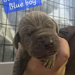 Blue Collar Boy - Blue male Great Dane puppy in Longview, Texas from Lazy A Danes