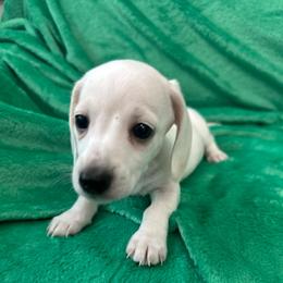Degas (PRA Clear) - Piebald male Dachshund puppy in Memphis, Tennessee from River City Doxies