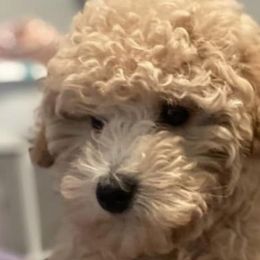 Assorted Doodle Crosses, Cotons de Tulear, Miniature Schnauzers, Poodles, and Schnoodles from A Bundle of Love