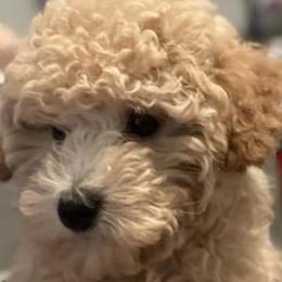 Assorted Doodle Crosses, Cotons de Tulear, Miniature Schnauzers, Poodles, and Schnoodles from A Bundle of Love