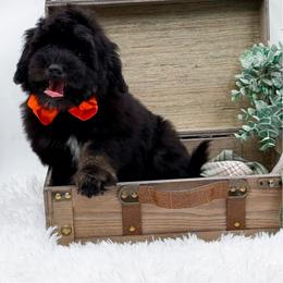 Clay - Phantom male Bernedoodle puppy in Statesville, North Carolina from Doodle Babies
