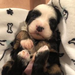 Tibetan Terrier Puppies from Rama Kha Tibetans