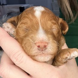 Johnny - Red  male Goldendoodle puppy in Knoxville, Tennessee from Graystone Doodles