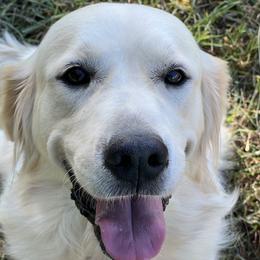 Golden Retriever puppies from Dale Hollow Goldens
