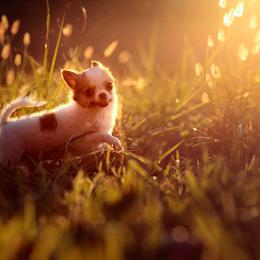 Chihuahua Puppies from DiLusso Chihuahuas
