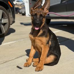 Aries - Black and red male German Shepherd puppy in Azle, Texas from Alsup German Shepherds