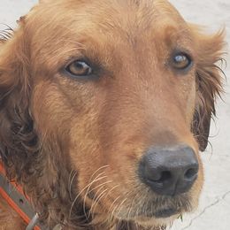 Tuna - Golden Retriever