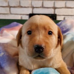 Labrador Retrievers from DK Redwood Labradors