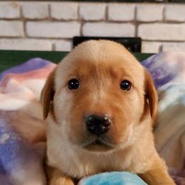 Labrador Retrievers from DK Redwood Labradors