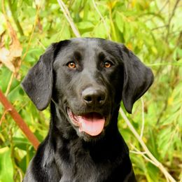 Kona - Labrador Retriever