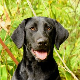 Kona - Labrador Retriever