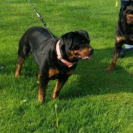 Fiona - Rottweiler