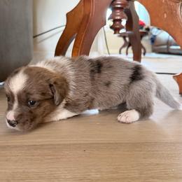 Liberty - Brindle merle and white female Cardigan Welsh Corgi puppy in Mishawaka, Indiana from Squires Corgi Cottage
