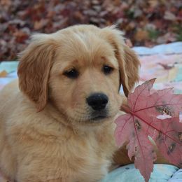 Golden Retriever Puppies from Tammy P. Roth