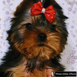 Yorkshire Terrier Puppies from Bayview Yorkies