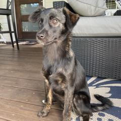 Metztli - Brindle Xoloitzcuintli puppy in Marietta, Georgia from Xolos Mucino