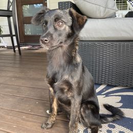 Metztli - Brindle Xoloitzcuintli puppy in Marietta, Georgia from Xolos Mucino