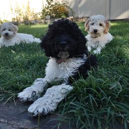 Cleo - Parti female Poodle puppy in Kaysville, Utah from Ray Poodles