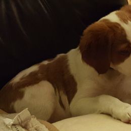 Brittany Puppies from Turning Point Brittanys