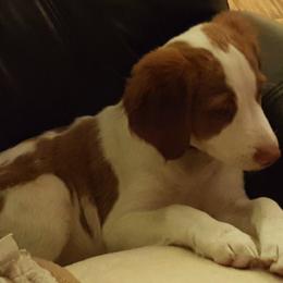 Brittany Puppies from Turning Point Brittanys